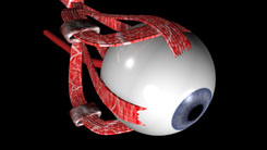 3D-Darstellung des menschlichen Auges